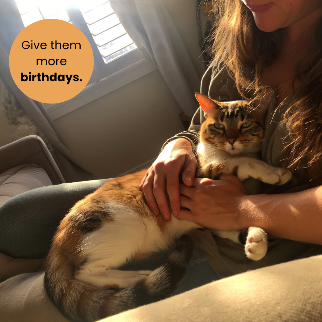 Feline Vital Hydration Drops